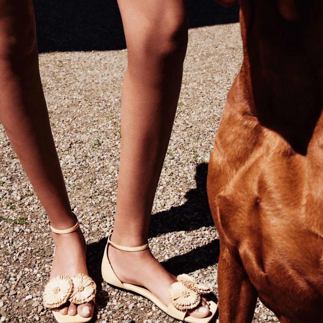Natural flat ankle sandals adorned with oversized handwoven flowers, showcasing summer style and elegance next to a dog.