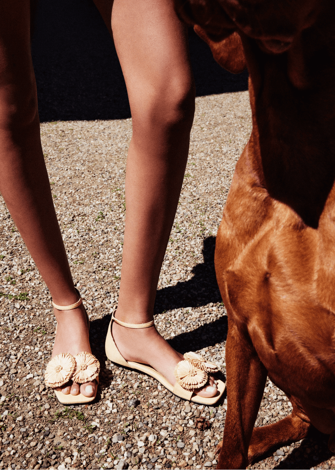 Natural flat ankle sandals adorned with oversized handwoven flowers, showcasing summer style and elegance next to a dog.